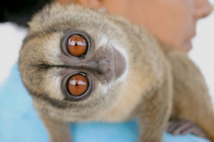 Három robusztus majom: primate photo